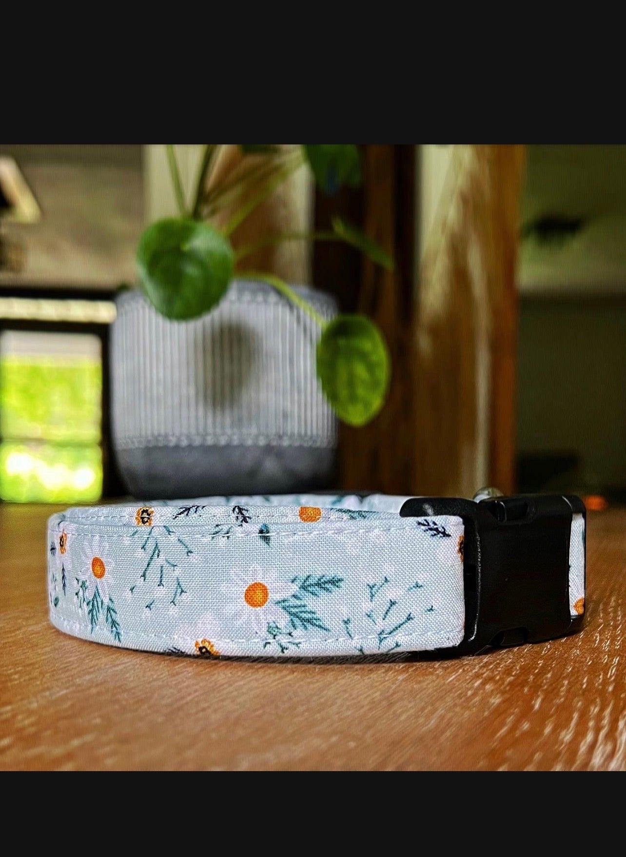 Dog Collars